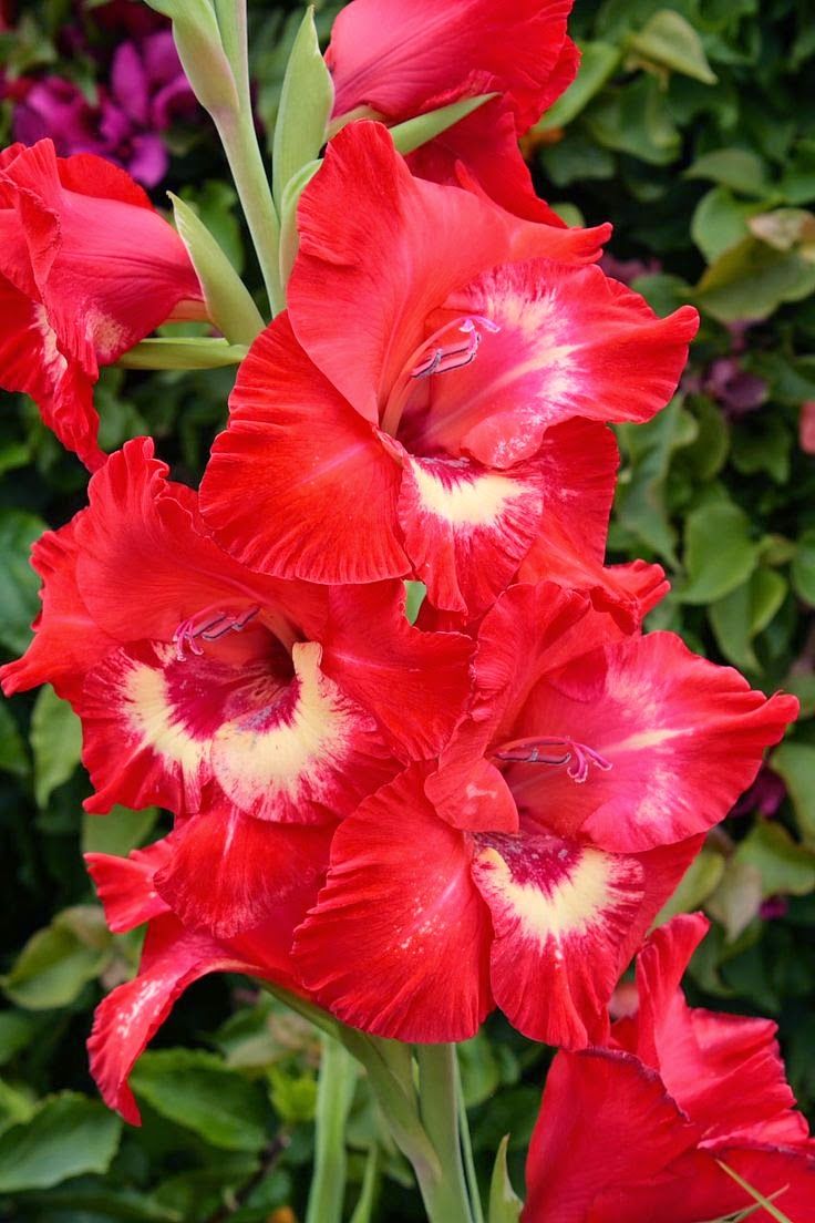 Tuyển tập hình ảnh hoa lay ơn đỏ đẹp nhất - [Kích thước hình ảnh: 736x1104 px]