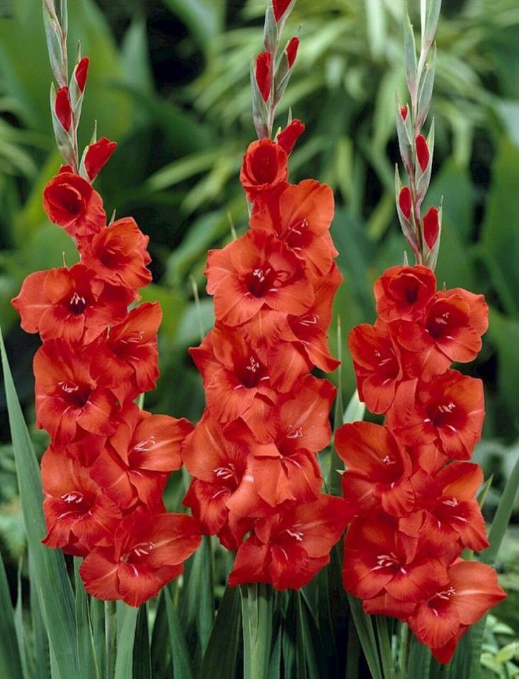 Tuyển tập hình ảnh hoa lay ơn đỏ đẹp nhất - [Kích thước hình ảnh: 733x960 px]