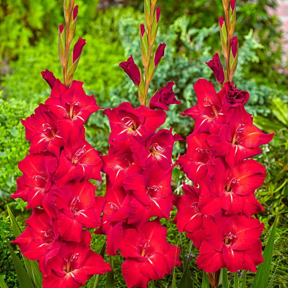Tuyển tập hình ảnh hoa lay ơn đỏ đẹp nhất - [Kích thước hình ảnh: 1000x1000 px]