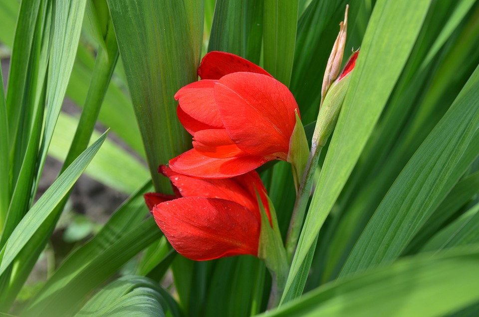Tuyển tập hình ảnh hoa lay ơn đỏ đẹp nhất - [Kích thước hình ảnh: 960x635 px]