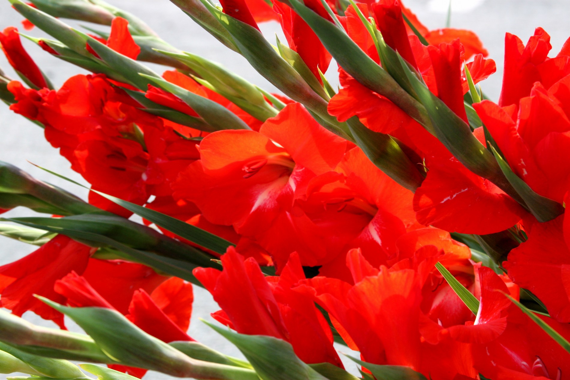 Tuyển tập hình ảnh hoa lay ơn đỏ đẹp nhất - [Kích thước hình ảnh: 1900x1267 px]