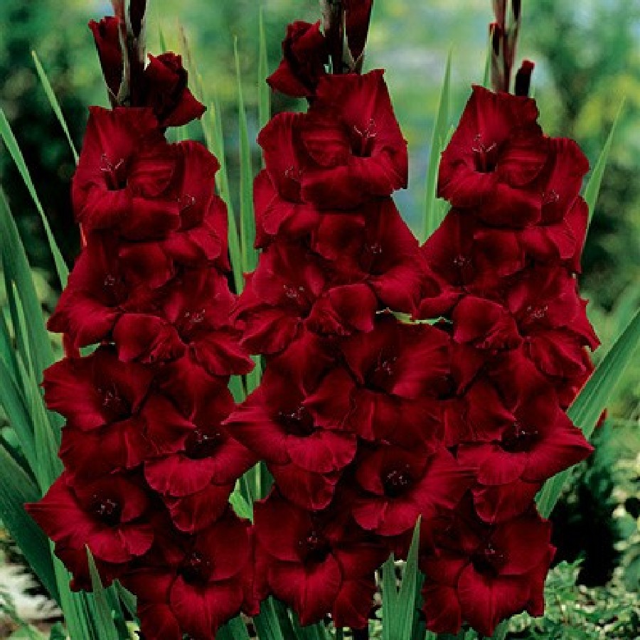 Tuyển tập hình ảnh hoa lay ơn đỏ đẹp nhất - [Kích thước hình ảnh: 900x900 px]