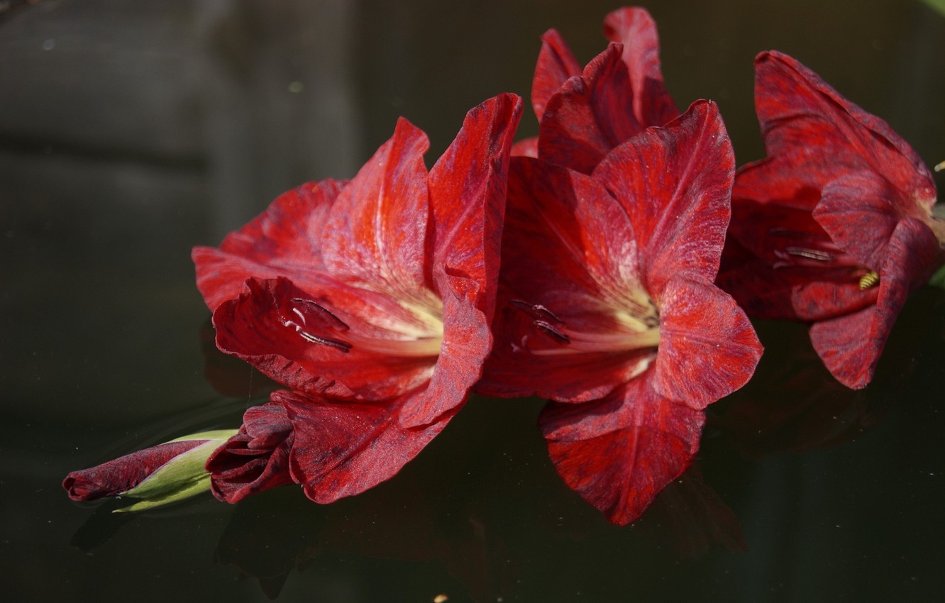 Tuyển tập hình ảnh hoa lay ơn đỏ đẹp nhất - [Kích thước hình ảnh: 1332x850 px]