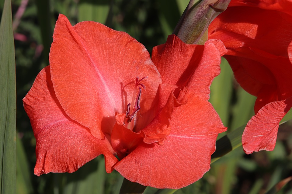 Tuyển tập hình ảnh hoa lay ơn đỏ đẹp nhất - [Kích thước hình ảnh: 960x640 px]