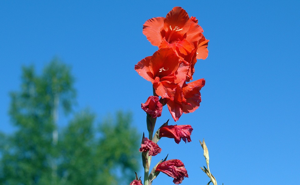 Tuyển tập hình ảnh hoa lay ơn đỏ đẹp nhất - [Kích thước hình ảnh: 960x593 px]
