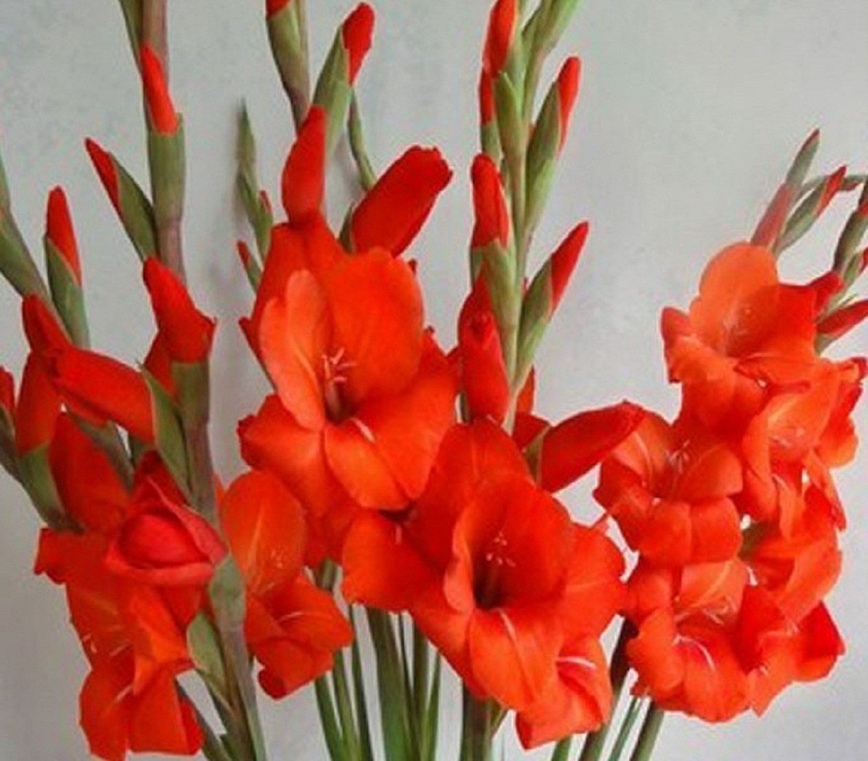 Tuyển tập hình ảnh hoa lay ơn đỏ đẹp nhất - [Kích thước hình ảnh: 1264x1108 px]