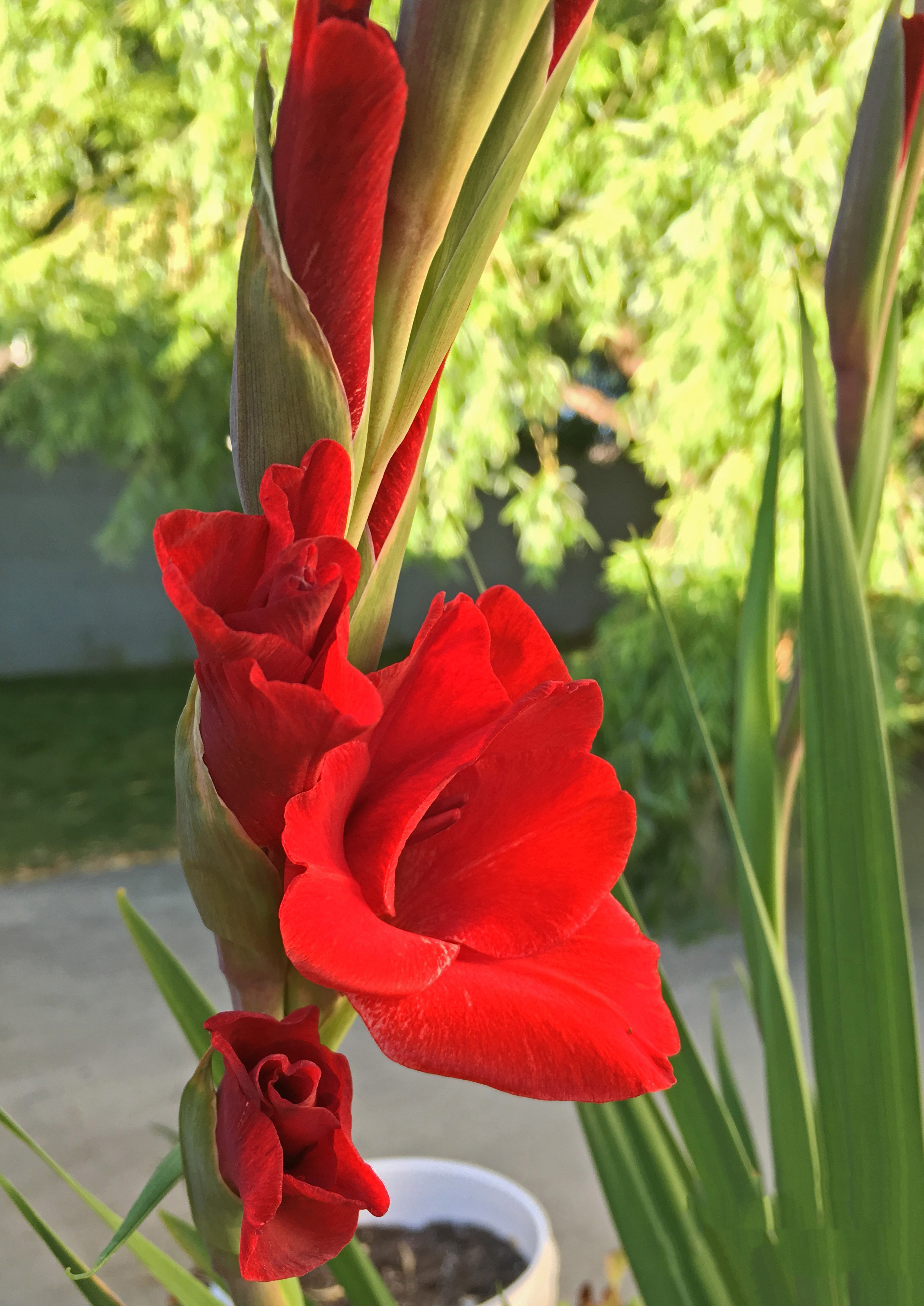 Tuyển tập hình ảnh hoa lay ơn đỏ đẹp nhất - [Kích thước hình ảnh: 2438x3446 px]