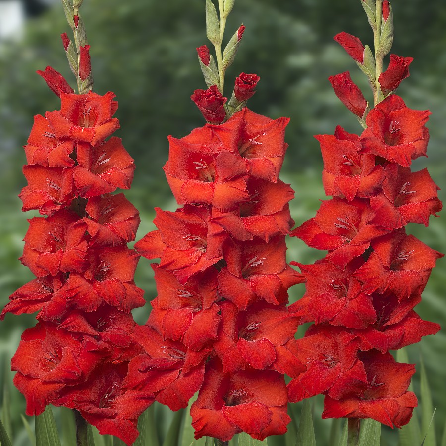 Tuyển tập hình ảnh hoa lay ơn đỏ đẹp nhất - [Kích thước hình ảnh: 900x900 px]