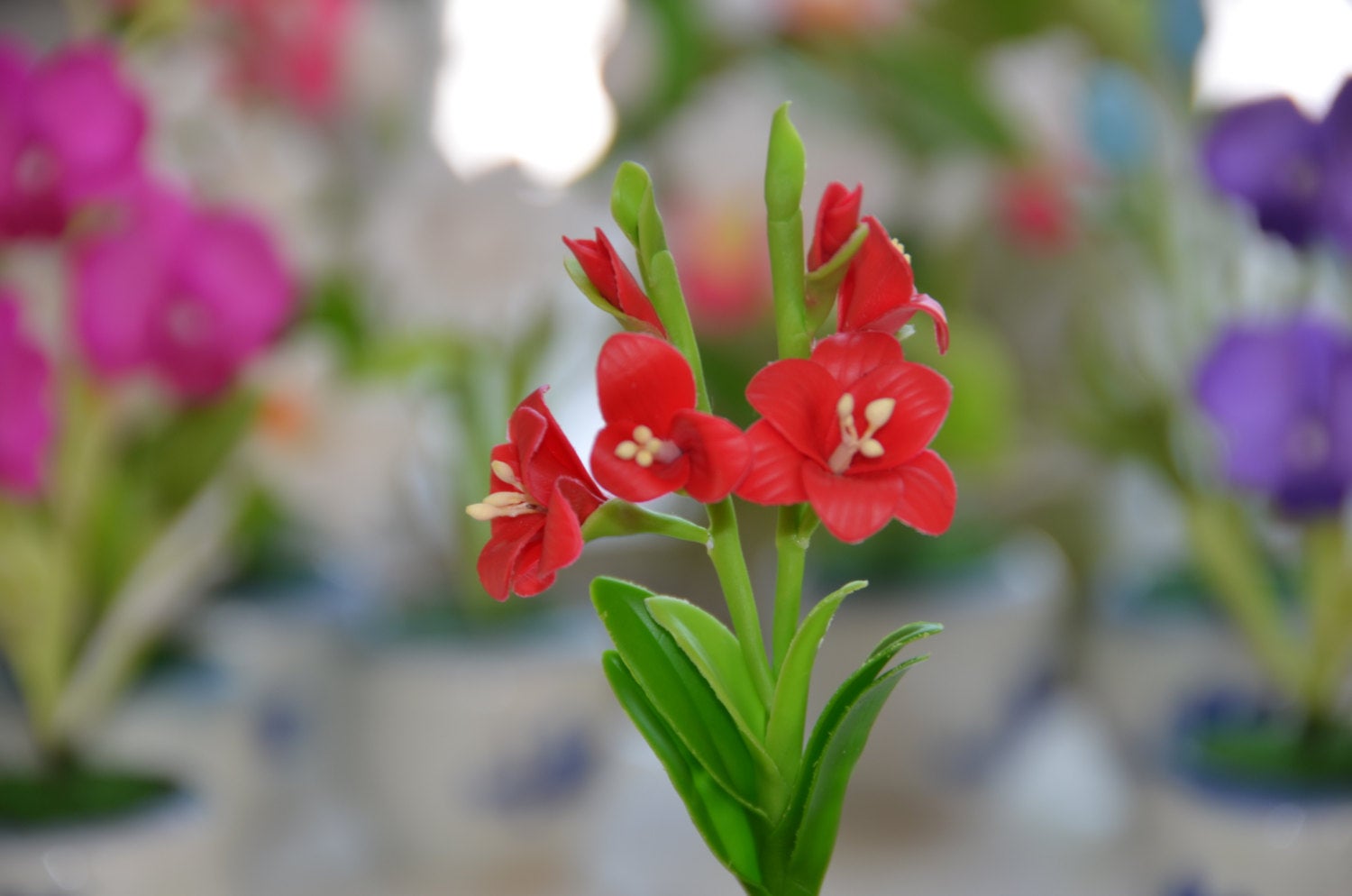 Tuyển tập hình ảnh hoa lay ơn đỏ đẹp nhất - [Kích thước hình ảnh: 1500x994 px]