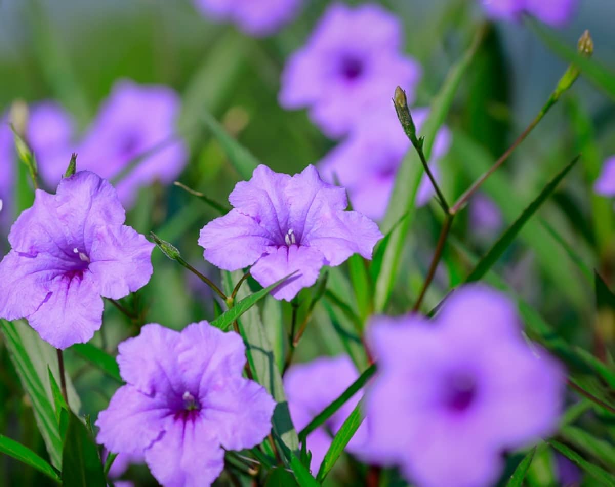 Tổng hợp hình ảnh hoa cỏ nổ – hoa chiều tím đẹp nhất - [Kích thước hình ảnh: 1200x951 px]