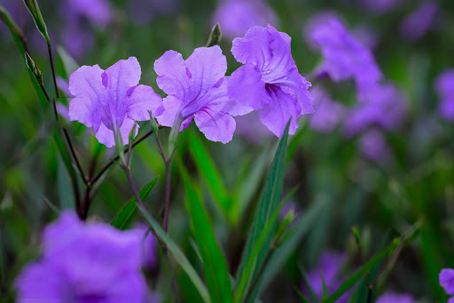 Tổng hợp hình ảnh hoa cỏ nổ – hoa chiều tím đẹp nhất - [Kích thước hình ảnh: 512x341 px]