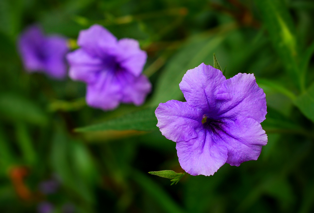 Tổng hợp hình ảnh hoa cỏ nổ – hoa chiều tím đẹp nhất - [Kích thước hình ảnh: 1024x694 px]
