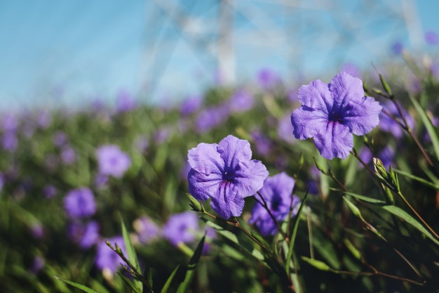 Tổng hợp hình ảnh hoa cỏ nổ – hoa chiều tím đẹp nhất - [Kích thước hình ảnh: 626x417 px]