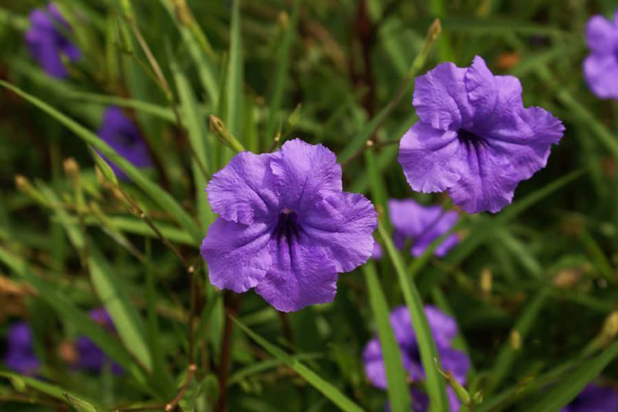 Tổng hợp hình ảnh hoa cỏ nổ – hoa chiều tím đẹp nhất - [Kích thước hình ảnh: 900x600 px]