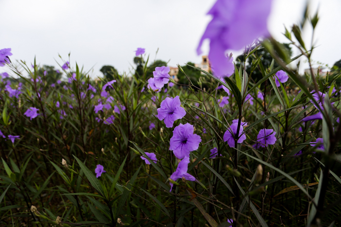 Tổng hợp hình ảnh hoa cỏ nổ – hoa chiều tím đẹp nhất - [Kích thước hình ảnh: 700x467 px]