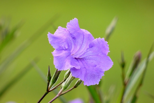 Tổng hợp hình ảnh hoa cỏ nổ – hoa chiều tím đẹp nhất - [Kích thước hình ảnh: 600x400 px]