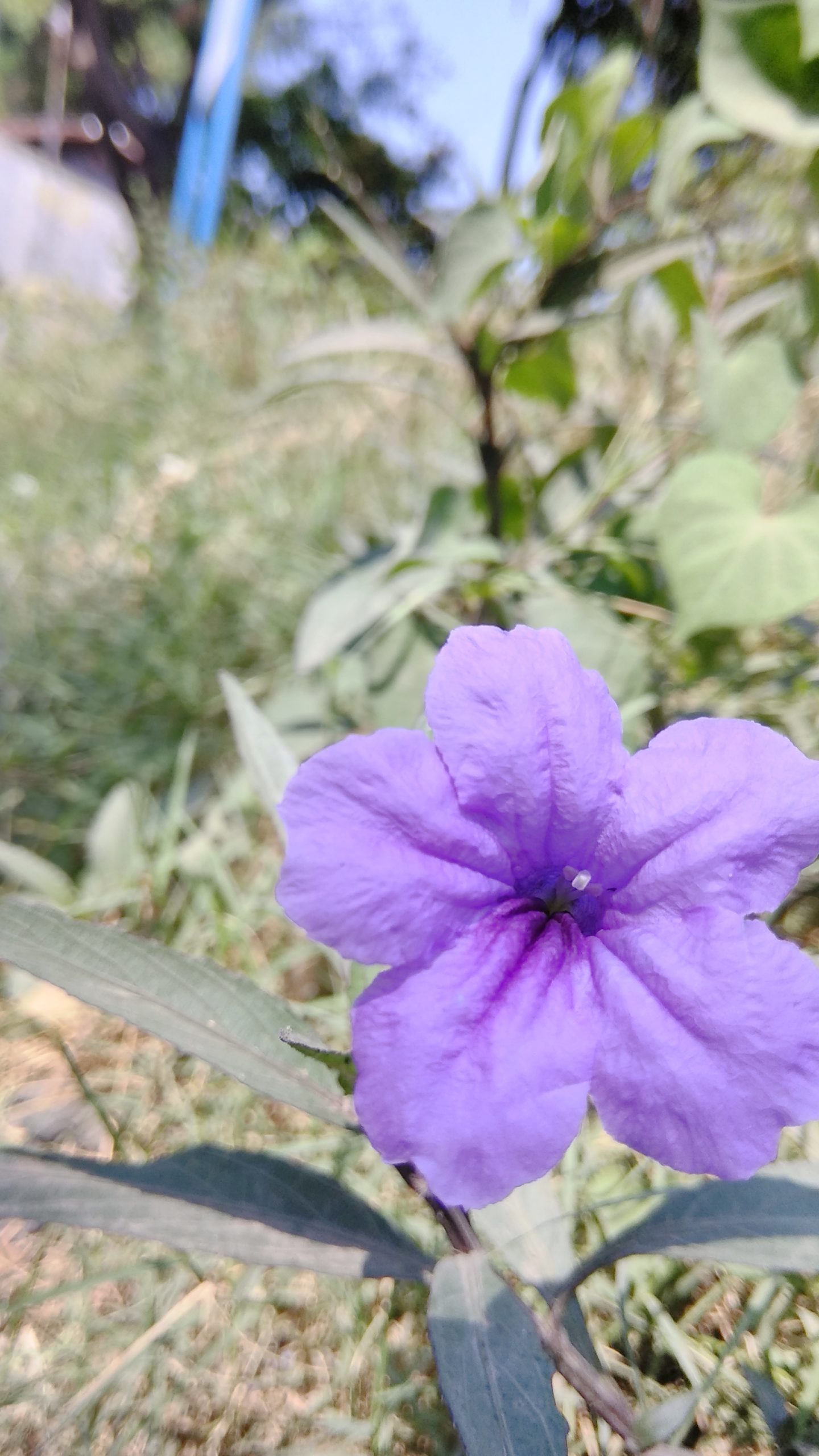Tổng hợp hình ảnh hoa cỏ nổ – hoa chiều tím đẹp nhất - [Kích thước hình ảnh: 1440x2560 px]