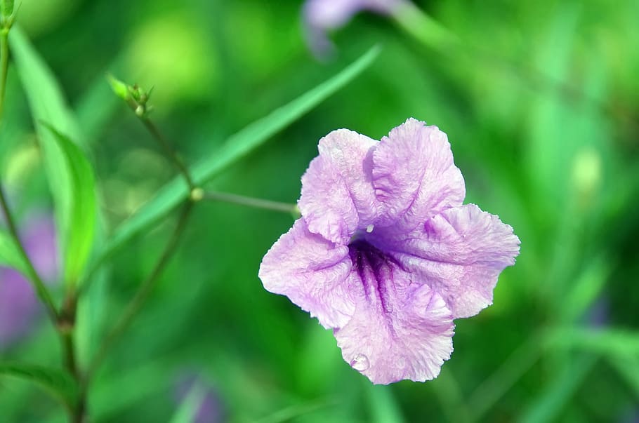 Tổng hợp hình ảnh hoa cỏ nổ – hoa chiều tím đẹp nhất - [Kích thước hình ảnh: 910x603 px]