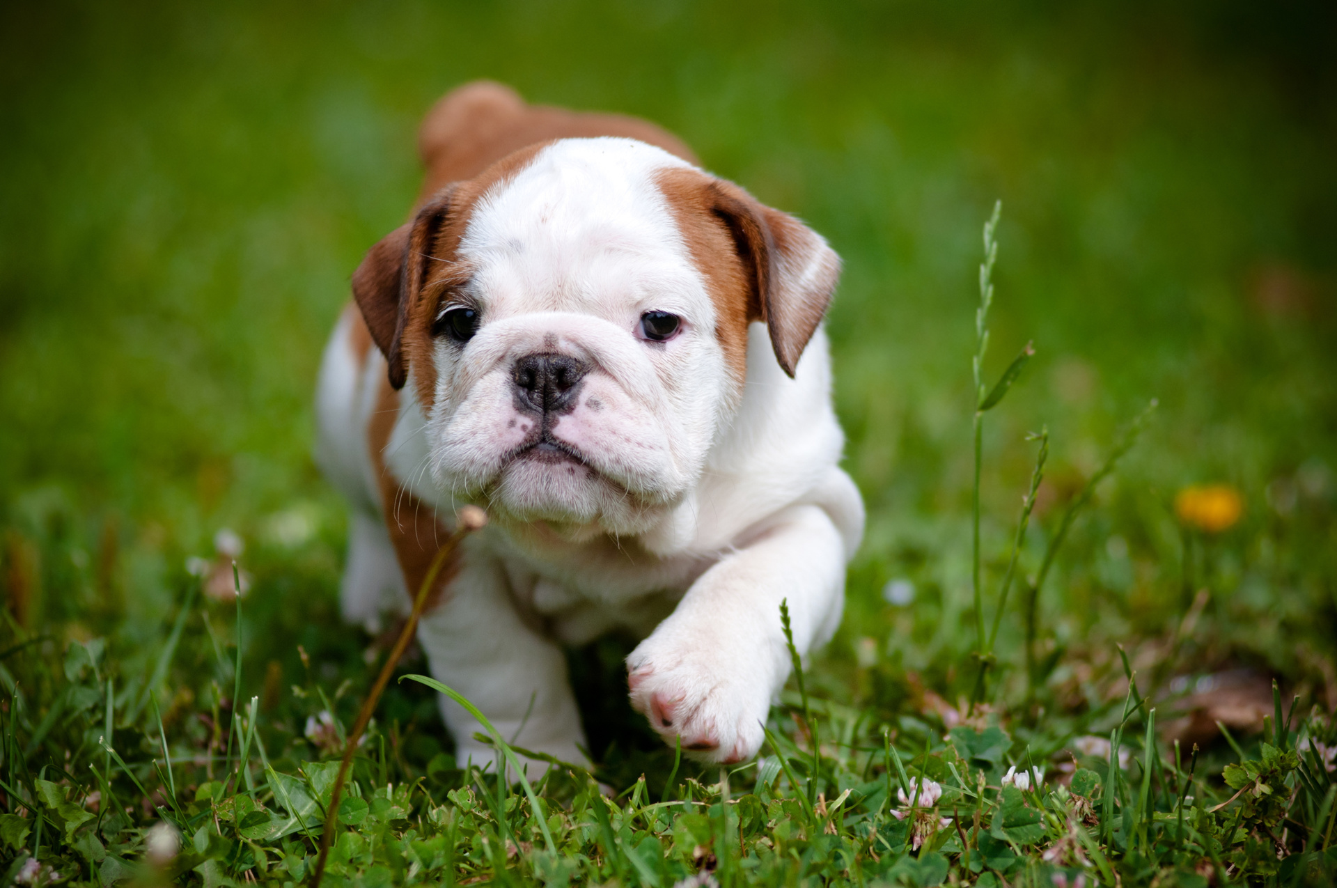 Top 50 hình ảnh cún con dễ thương cute làm hình nền đẹp - [Kích thước hình ảnh: 1920x1275 px]