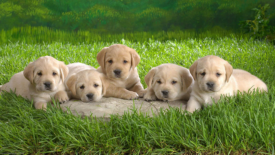 Top 50 hình ảnh cún con dễ thương cute làm hình nền đẹp - [Kích thước hình ảnh: 960x540 px]