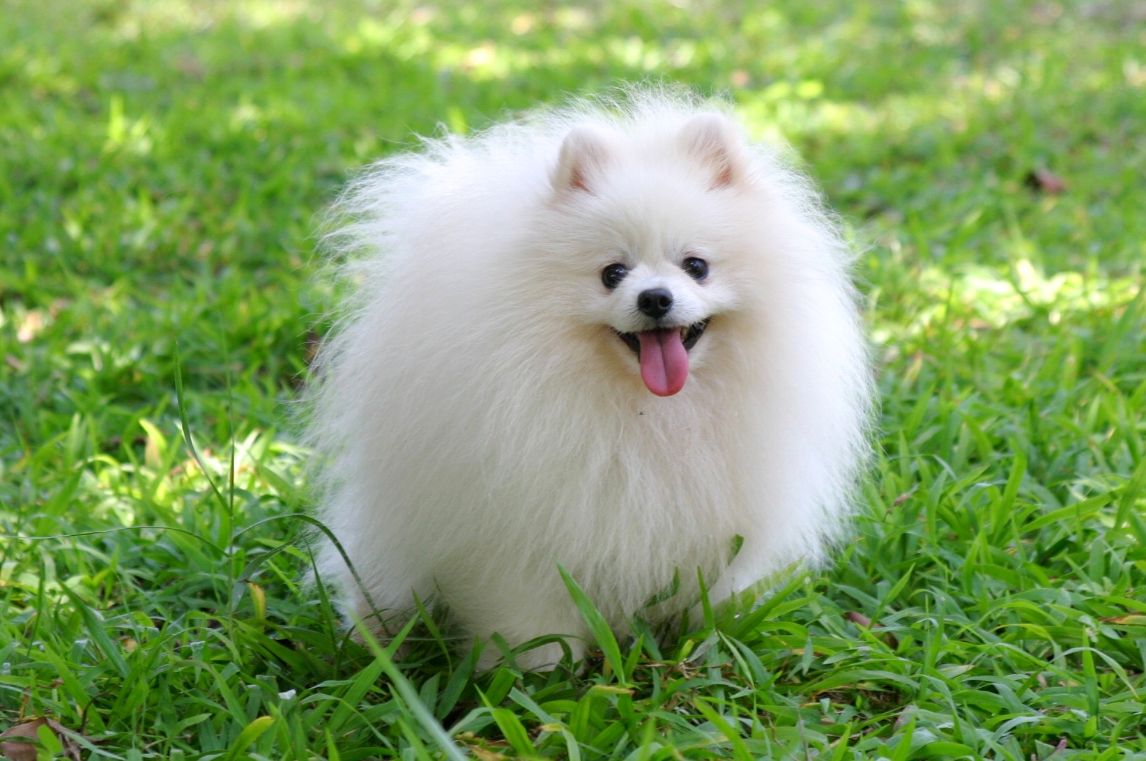 Top 50 hình ảnh cún con dễ thương cute làm hình nền đẹp - [Kích thước hình ảnh: 1644x1092 px]
