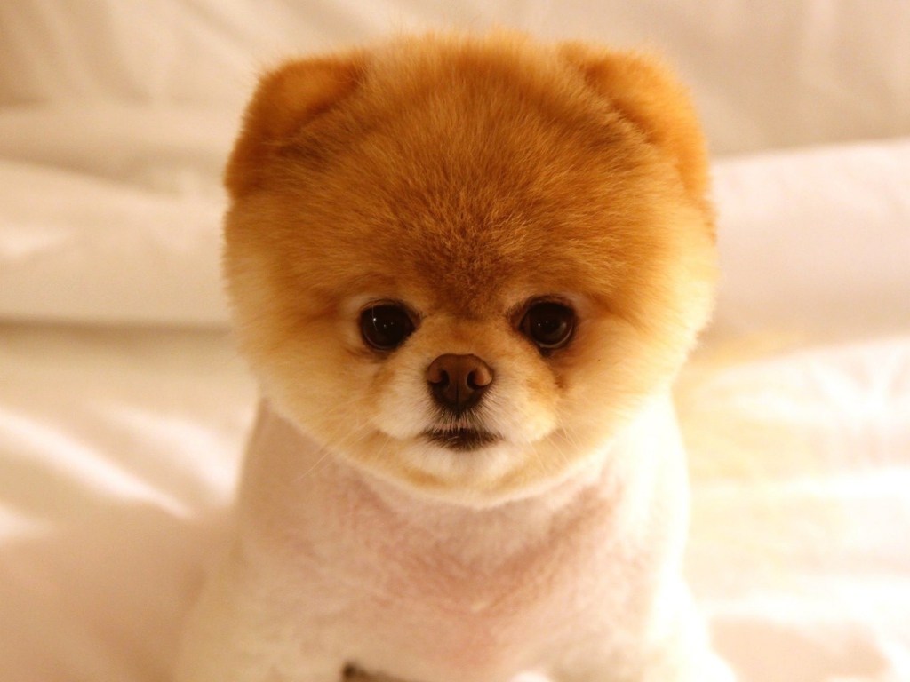 Top 50 hình ảnh cún con dễ thương cute làm hình nền đẹp - [Kích thước hình ảnh: 1024x768 px]