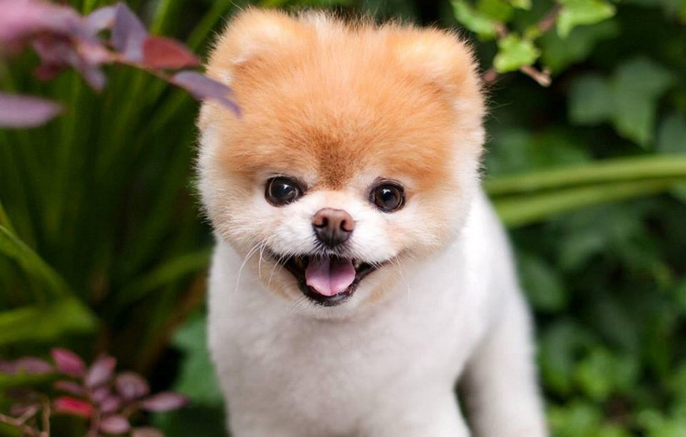 Top 50 hình ảnh cún con dễ thương cute làm hình nền đẹp - [Kích thước hình ảnh: 1000x637 px]