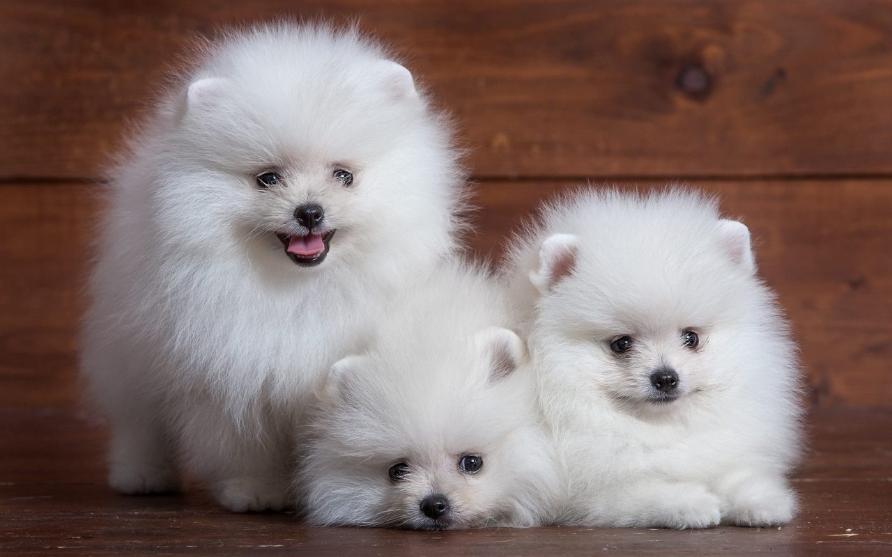 Top 50 hình ảnh cún con dễ thương cute làm hình nền đẹp - [Kích thước hình ảnh: 1280x800 px]