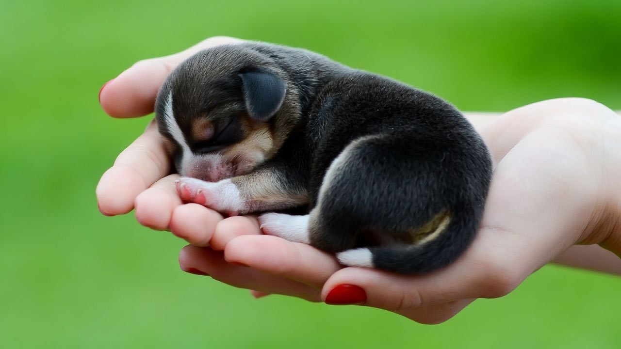 Top 50 hình ảnh cún con dễ thương cute làm hình nền đẹp - [Kích thước hình ảnh: 1280x720 px]