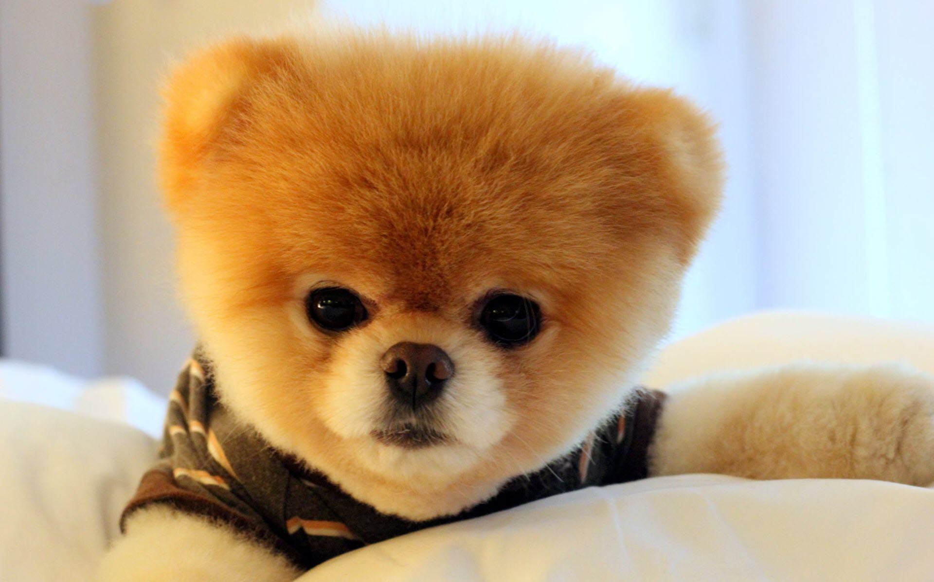 Top 50 hình ảnh cún con dễ thương cute làm hình nền đẹp - [Kích thước hình ảnh: 1920x1197 px]