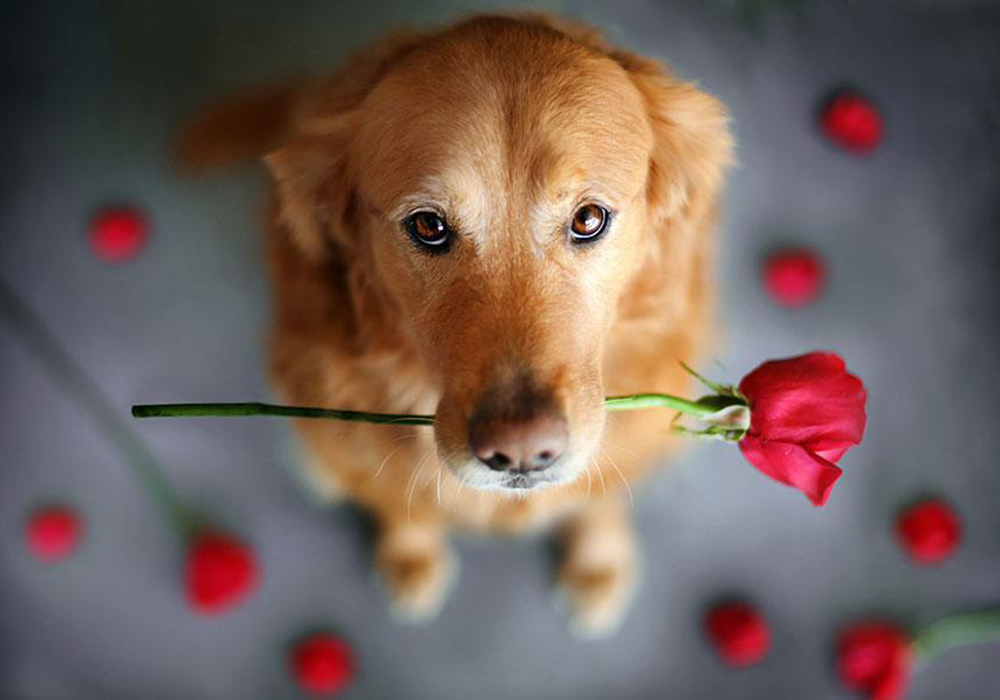 Top 50 hình ảnh cún con dễ thương cute làm hình nền đẹp - [Kích thước hình ảnh: 1000x700 px]