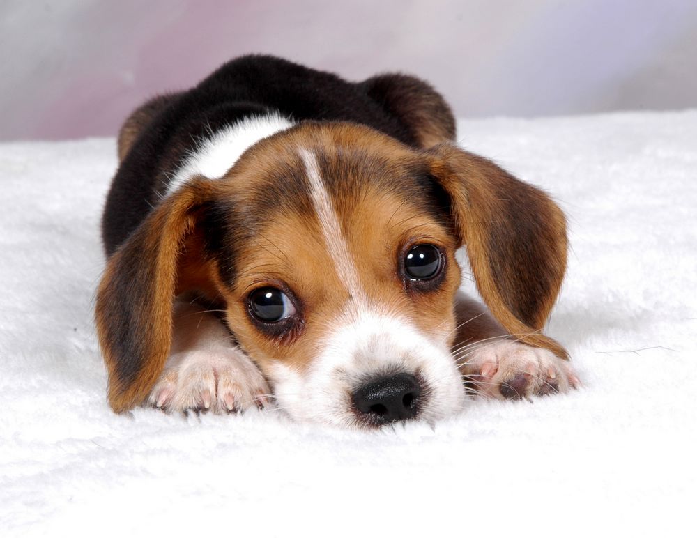 Top 50 hình ảnh cún con dễ thương cute làm hình nền đẹp - [Kích thước hình ảnh: 1000x772 px]