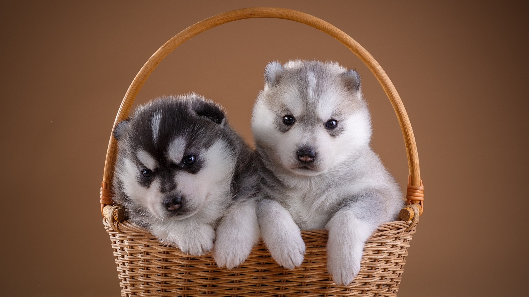 Top 50 hình ảnh cún con dễ thương cute làm hình nền đẹp - [Kích thước hình ảnh: 2048x1152 px]