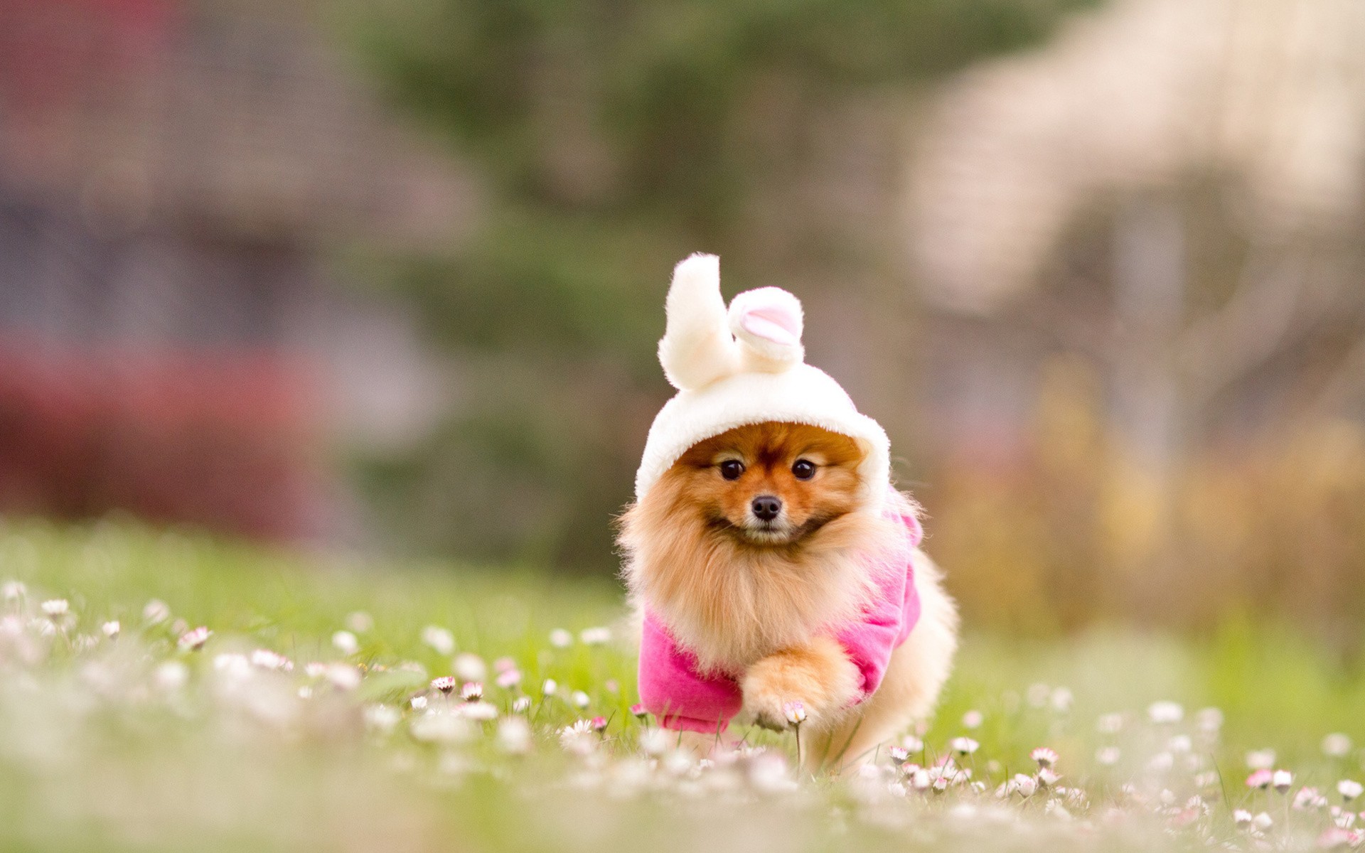 Top 50 hình ảnh cún con dễ thương cute làm hình nền đẹp - [Kích thước hình ảnh: 1920x1200 px]