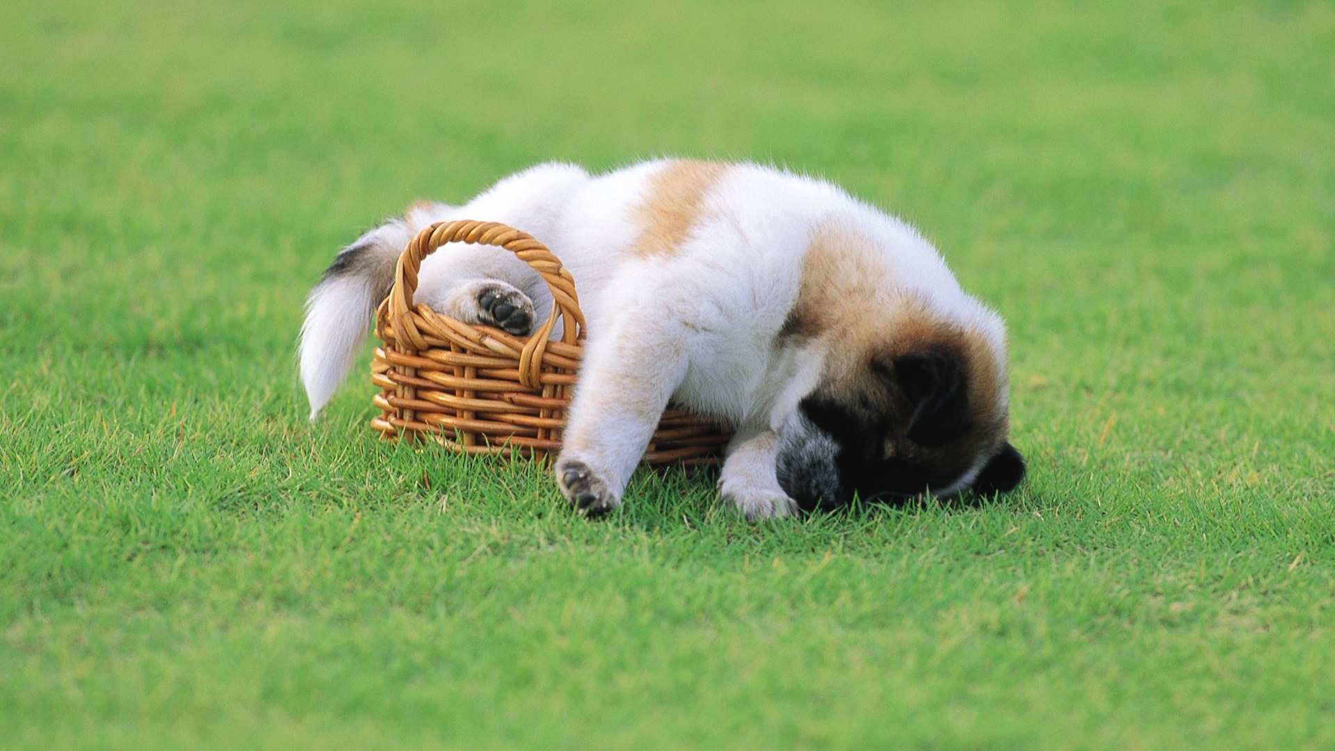 Top 50 hình ảnh cún con dễ thương cute làm hình nền đẹp - [Kích thước hình ảnh: 1920x1080 px]