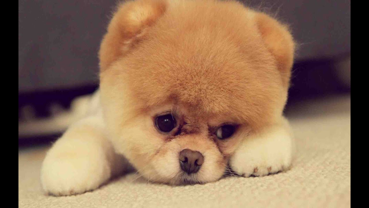 Top 50 hình ảnh cún con dễ thương cute làm hình nền đẹp - [Kích thước hình ảnh: 1280x720 px]
