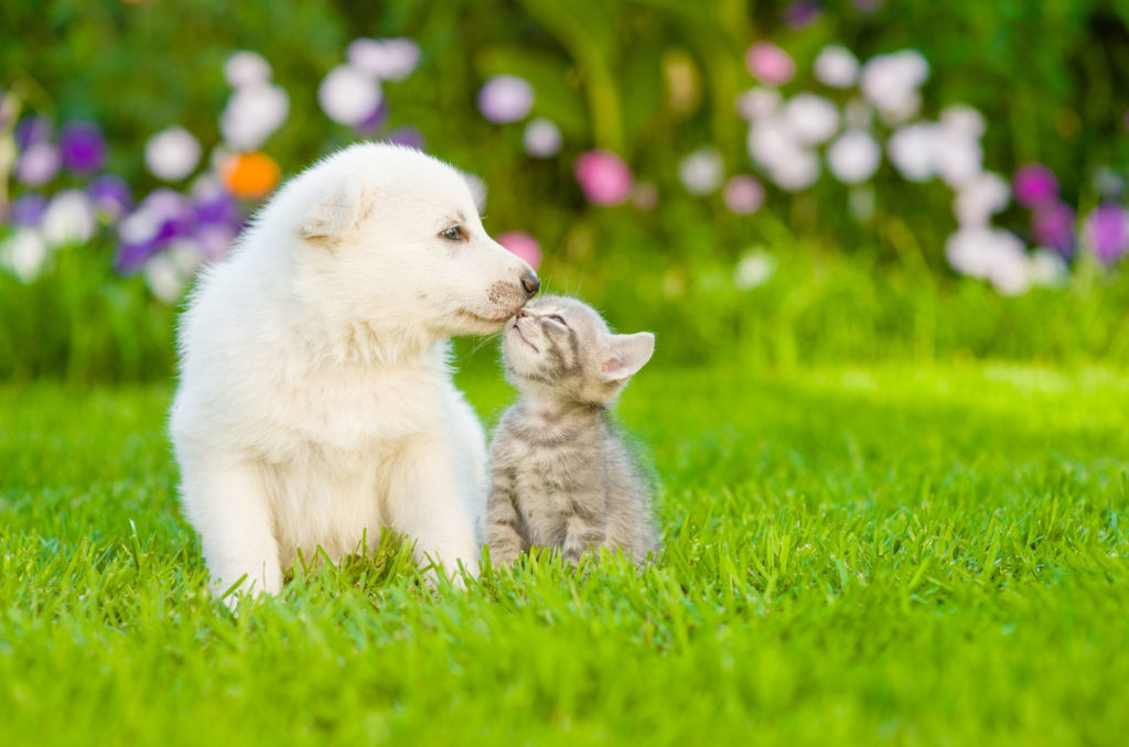 Top 50 hình ảnh cún con dễ thương cute làm hình nền đẹp - [Kích thước hình ảnh: 1024x678 px]