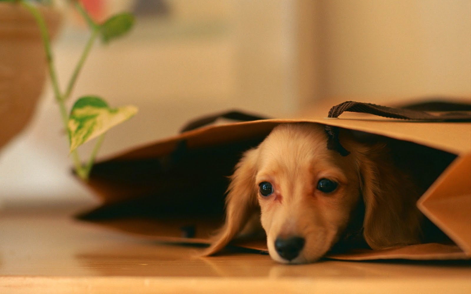 Top 50 hình ảnh cún con dễ thương cute làm hình nền đẹp - [Kích thước hình ảnh: 1600x1000 px]