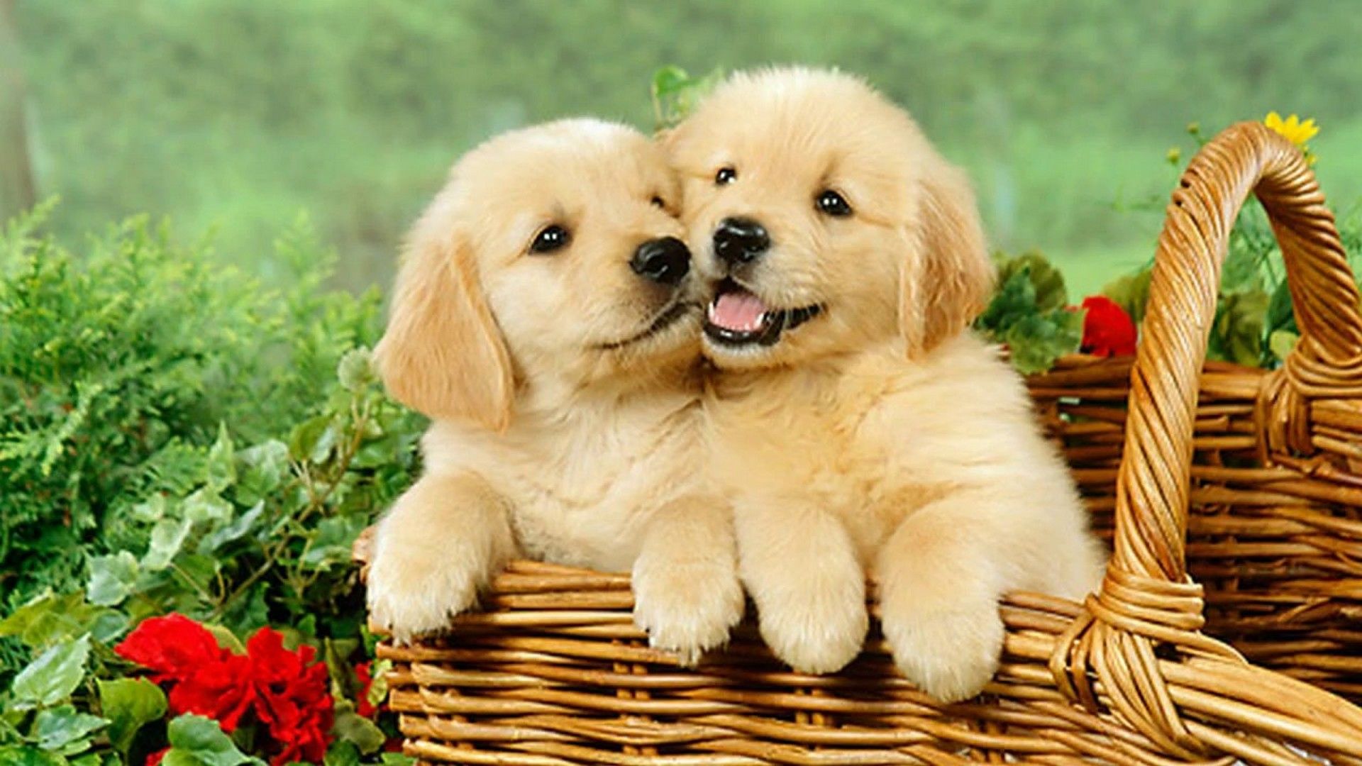 Top 50 hình ảnh cún con dễ thương cute làm hình nền đẹp - [Kích thước hình ảnh: 1920x1080 px]