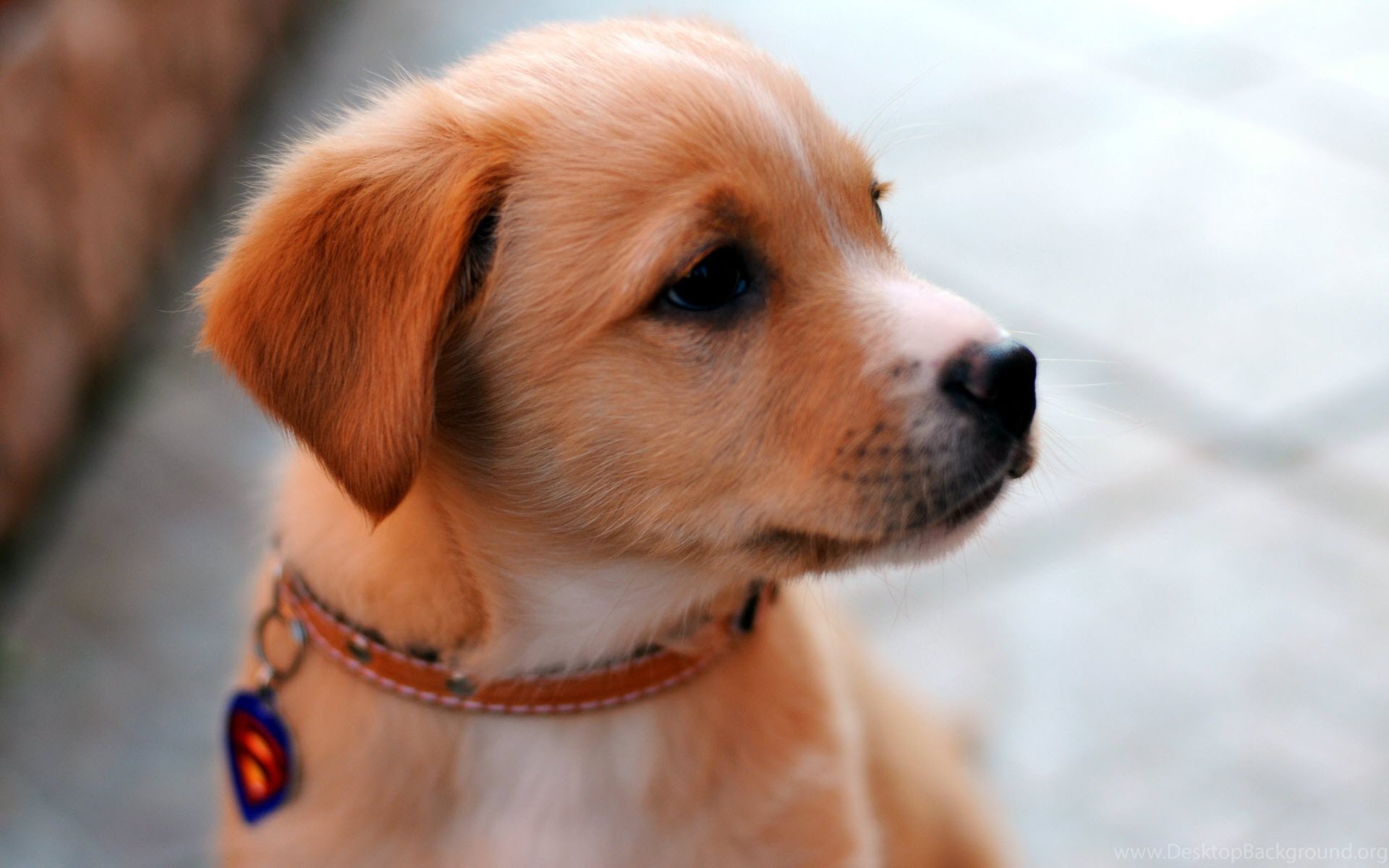 Top 50 hình ảnh cún con dễ thương cute làm hình nền đẹp - [Kích thước hình ảnh: 1920x1200 px]