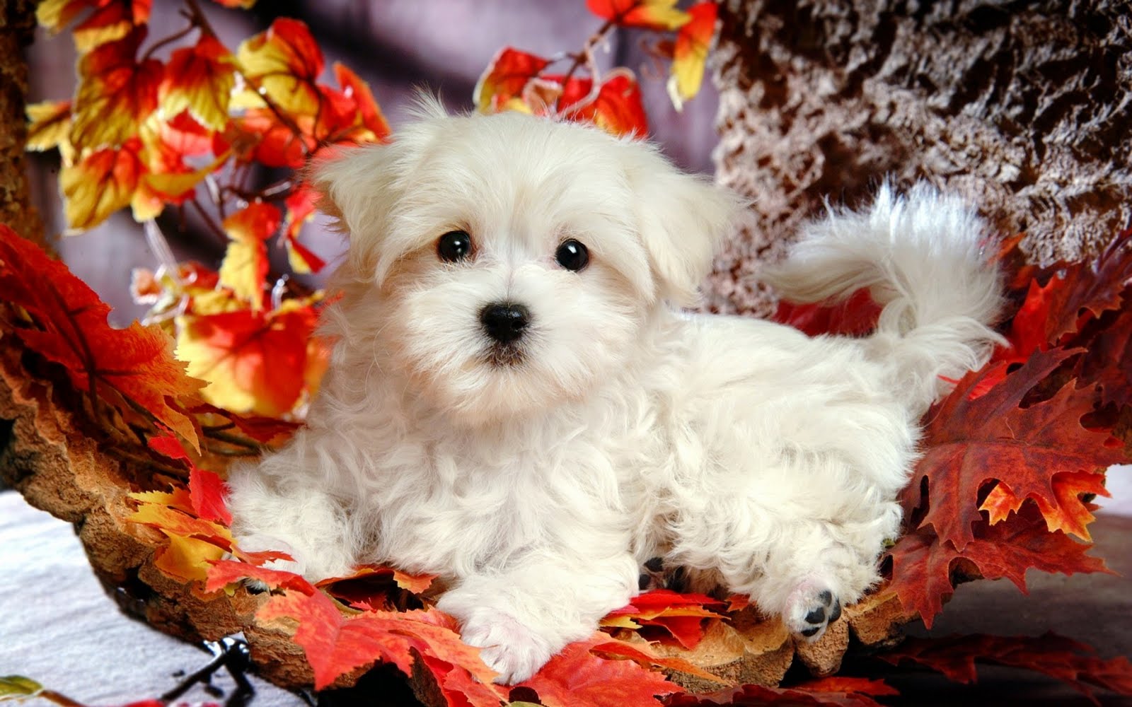 Top 50 hình ảnh cún con dễ thương cute làm hình nền đẹp - [Kích thước hình ảnh: 1600x1000 px]