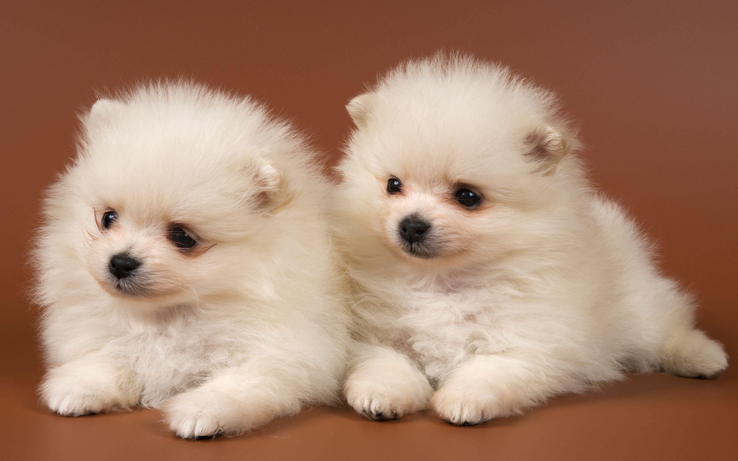 Top 50 hình ảnh cún con dễ thương cute làm hình nền đẹp - [Kích thước hình ảnh: 2560x1600 px]