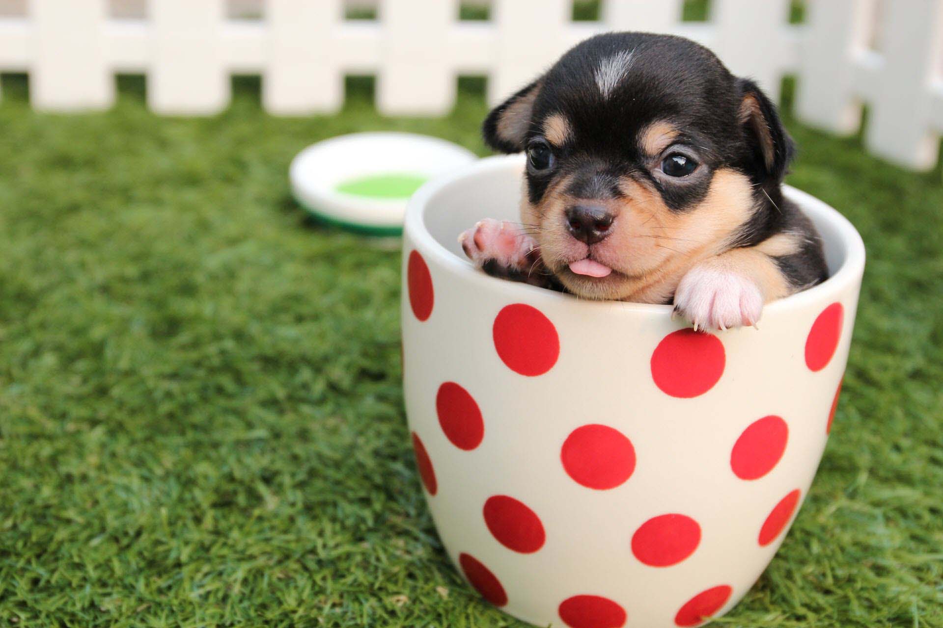 Top 50 hình ảnh cún con dễ thương cute làm hình nền đẹp - [Kích thước hình ảnh: 1920x1280 px]