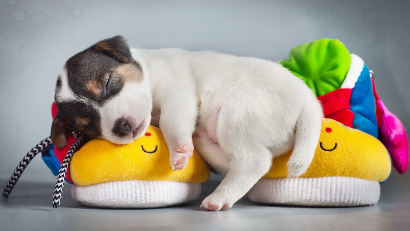 Top 50 hình ảnh cún con dễ thương cute làm hình nền đẹp - [Kích thước hình ảnh: 1366x768 px]