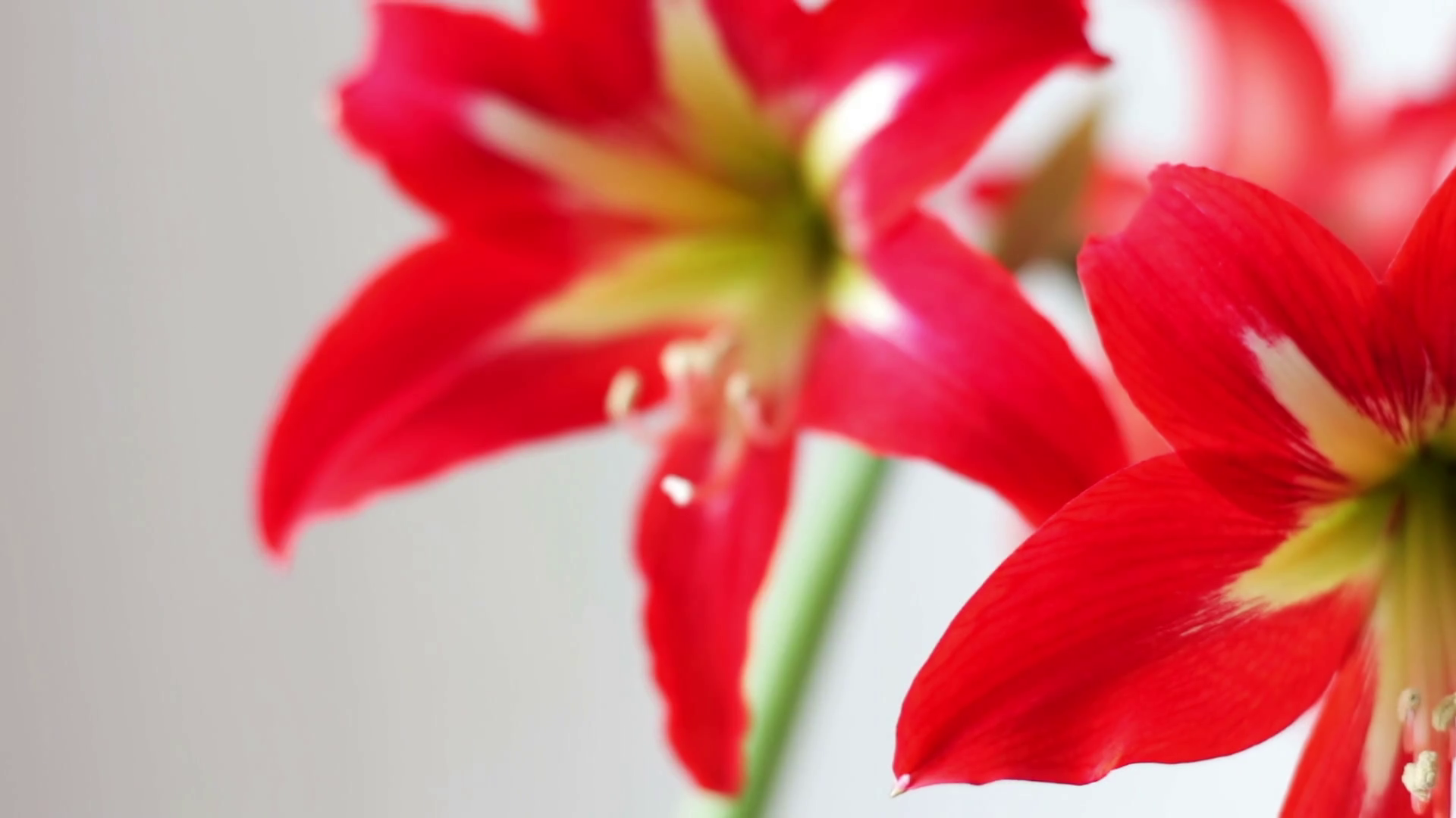 Tuyển tập hình ảnh hoa loa kèn đỏ đẹp nhất - [Kích thước hình ảnh: 1920x1080 px]