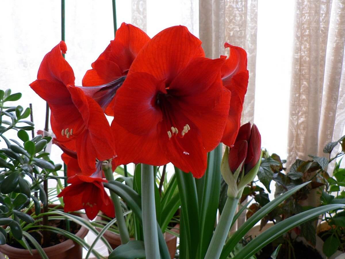 Tuyển tập hình ảnh hoa loa kèn đỏ đẹp nhất - [Kích thước hình ảnh: 1200x900 px]