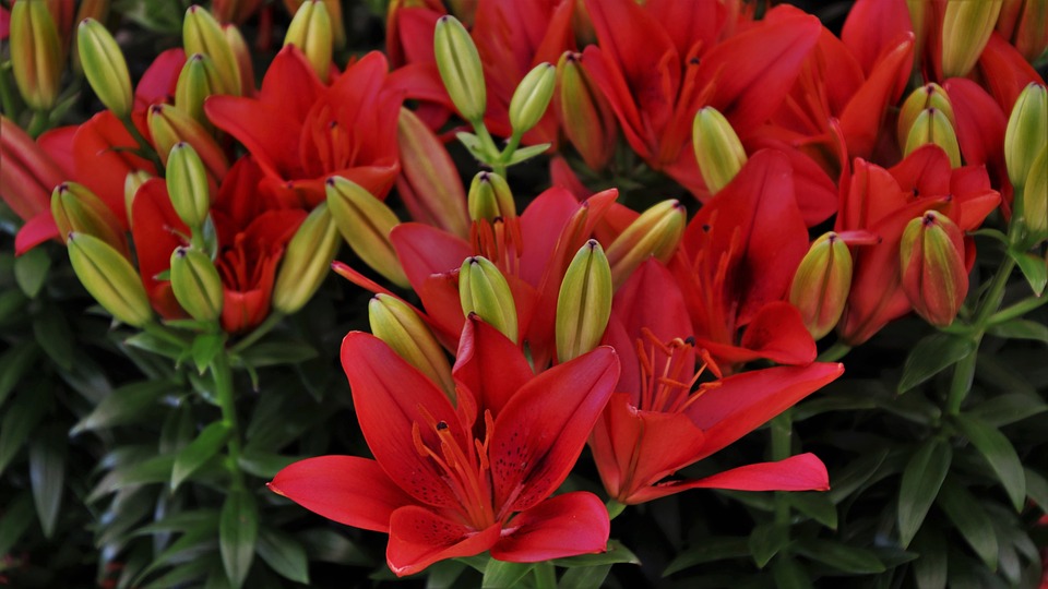 Tuyển tập hình ảnh hoa loa kèn đỏ đẹp nhất - [Kích thước hình ảnh: 960x540 px]