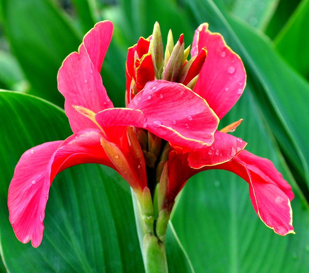Tuyển tập hình ảnh hoa loa kèn đỏ đẹp nhất - [Kích thước hình ảnh: 1024x906 px]