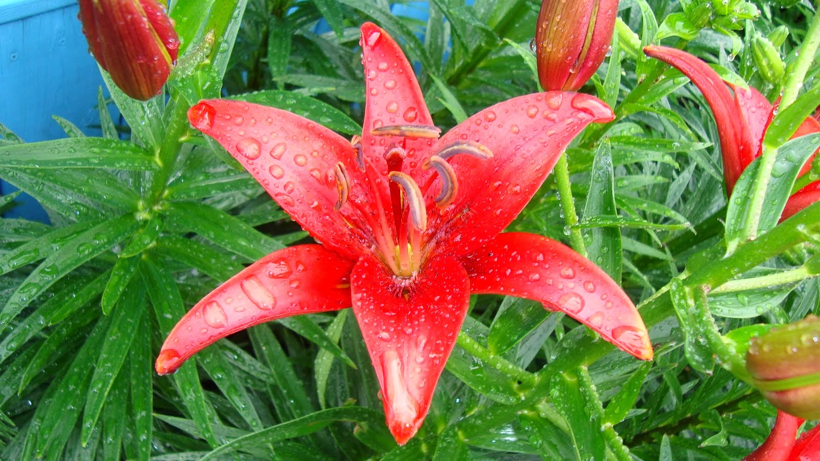 Tuyển tập hình ảnh hoa loa kèn đỏ đẹp nhất - [Kích thước hình ảnh: 1600x900 px]