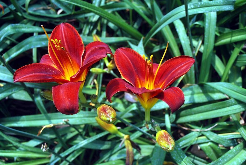 Tuyển tập hình ảnh hoa loa kèn đỏ đẹp nhất - [Kích thước hình ảnh: 960x644 px]